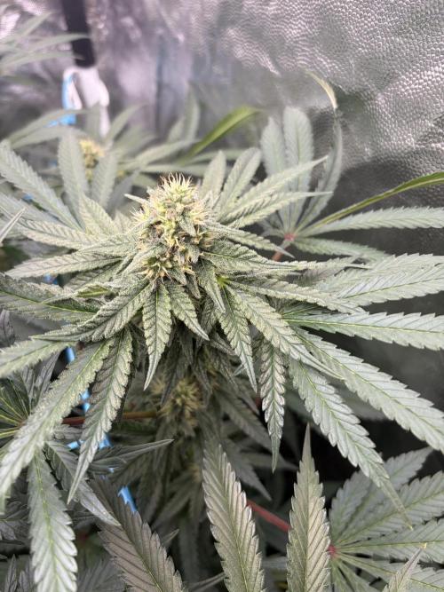 MothersMilk. Week 5
