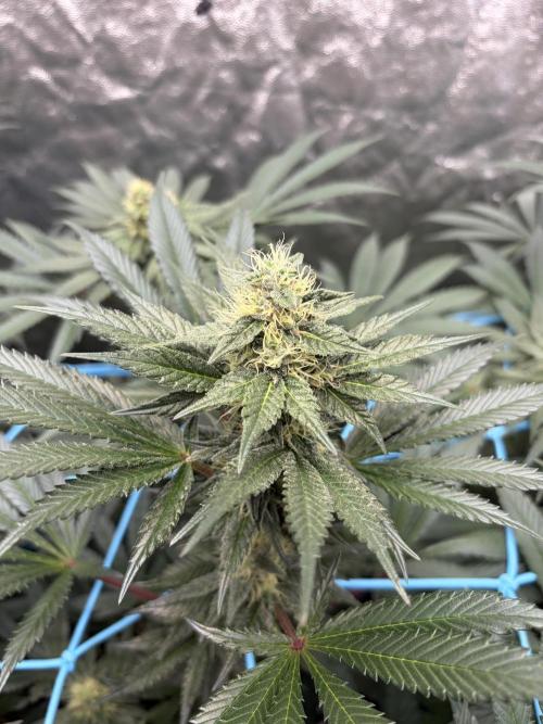 MothersMilk. Week 5