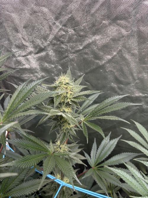 MothersMilk. Week 5
