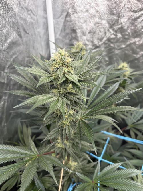 MothersMilk. Week 5