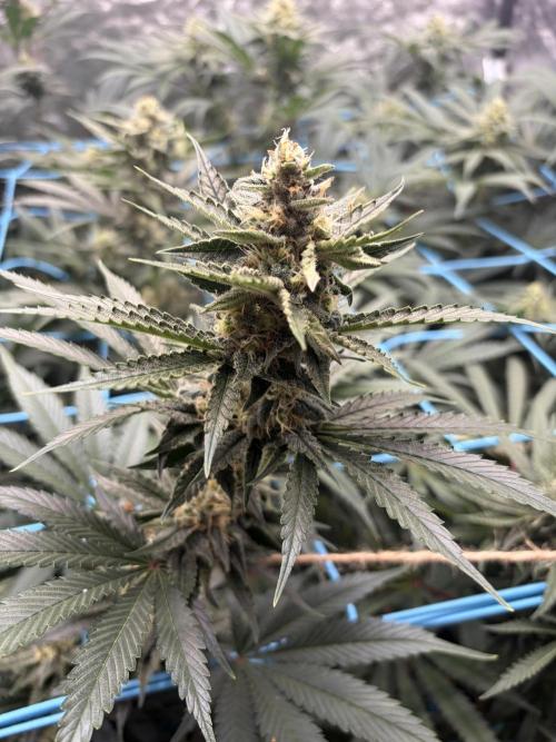 MothersMilk. Week 5