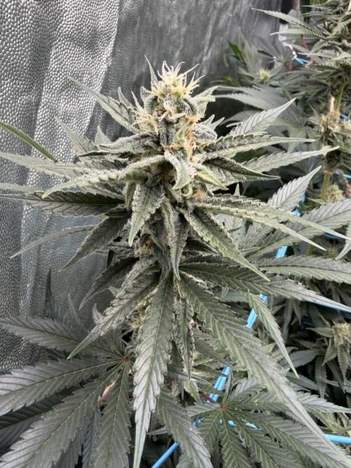 MothersMilk. Week 5