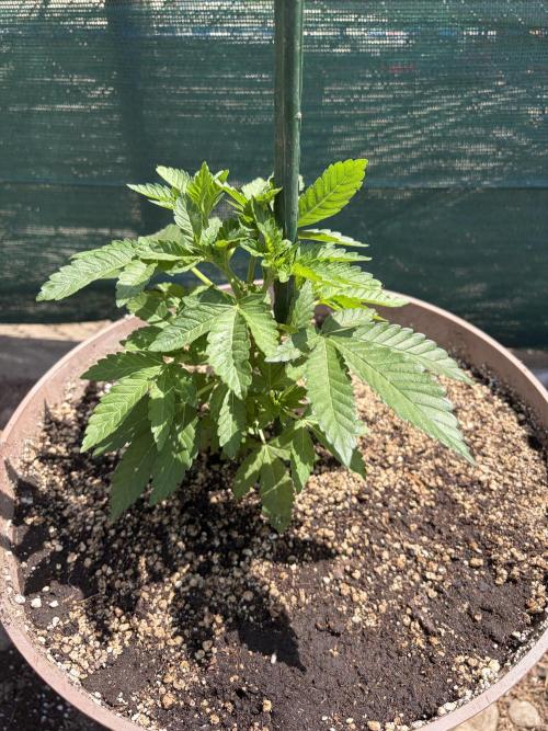 MothersMilk. Week 2