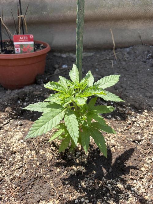 MothersMilk. Week 2