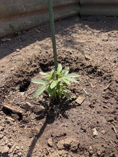 MothersMilk. Week 2