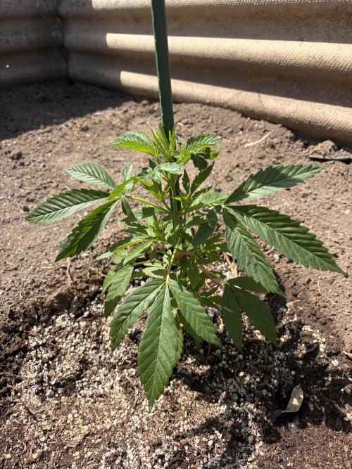 MothersMilk. Week 2