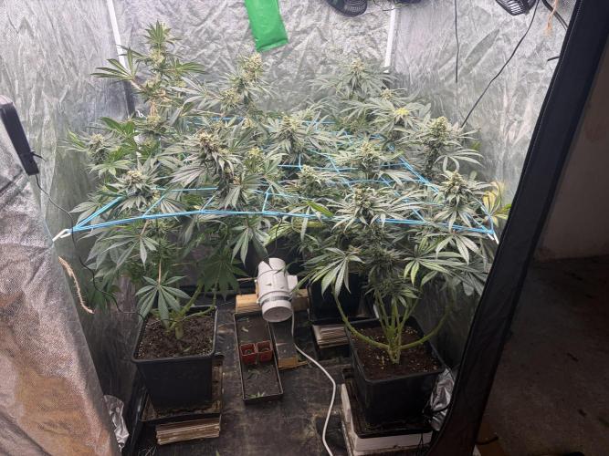 MothersMilk. Week 6