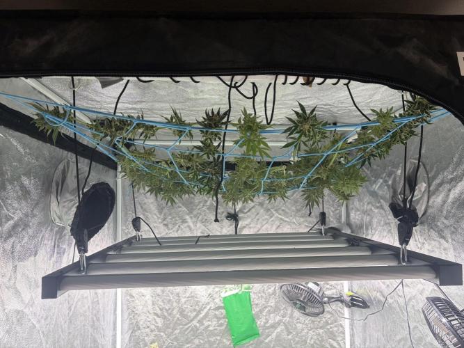 MothersMilk. Week 6