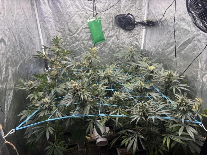 MothersMilk. Week 6