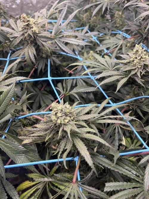 MothersMilk. Week 6