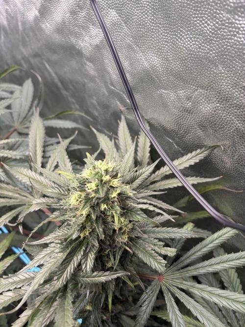 MothersMilk. Week 6