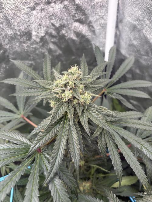 MothersMilk. Week 6