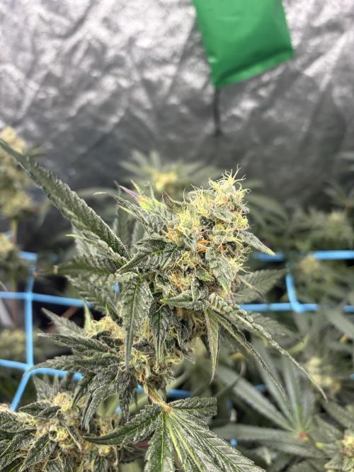 MothersMilk. Week 6