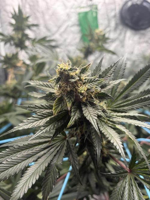 MothersMilk. Week 6