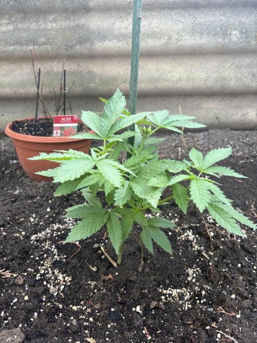 MothersMilk. Week 3