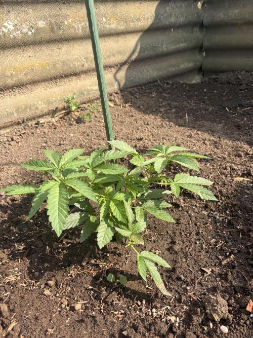 MothersMilk. Week 3