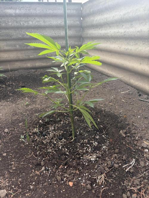 MothersMilk. Week 3
