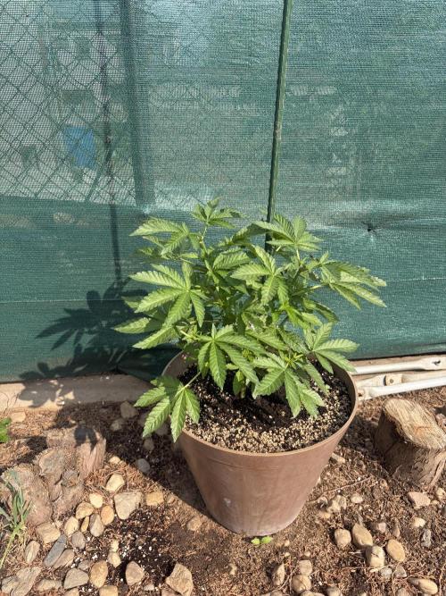 MothersMilk. Week 3
