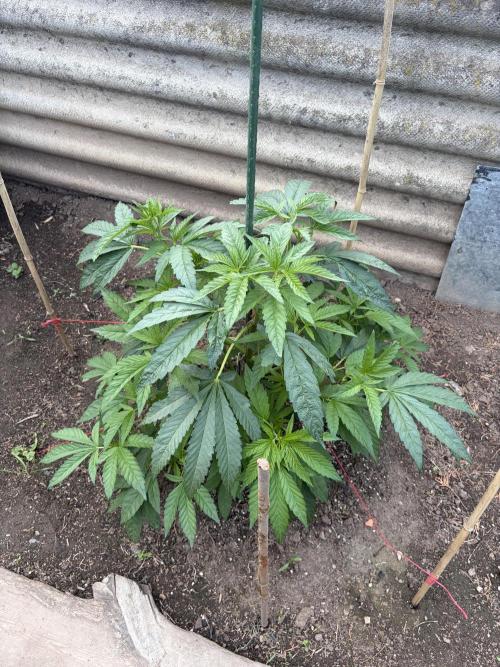 MothersMilk. Week 4