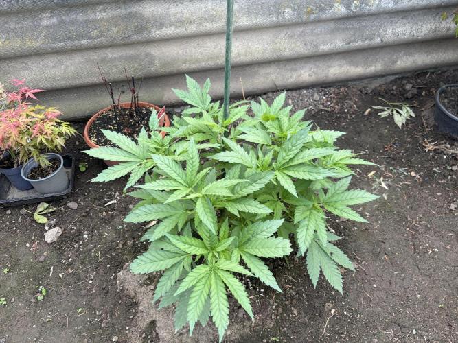 MothersMilk. Week 4