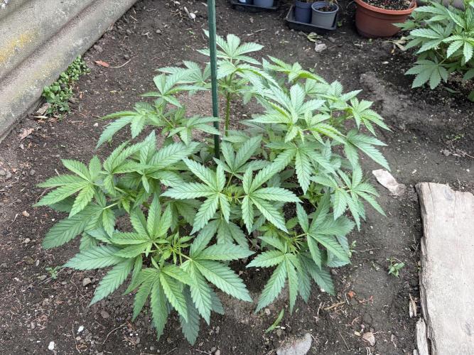 MothersMilk. Week 4