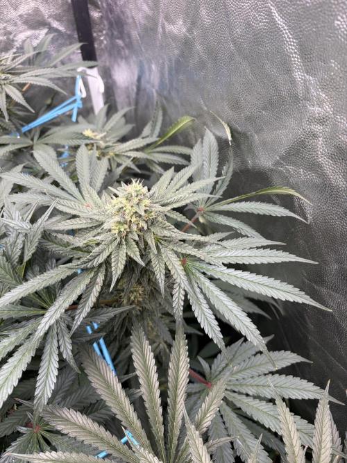 MothersMilk. Week 7
