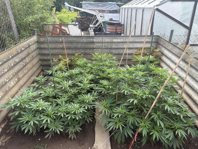 MothersMilk. Week 5