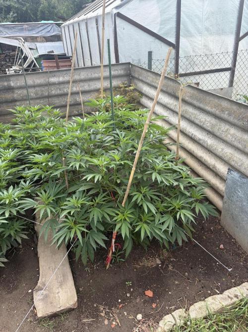 MothersMilk. Week 5