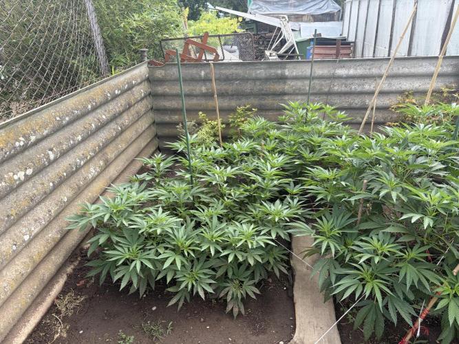 MothersMilk. Week 5