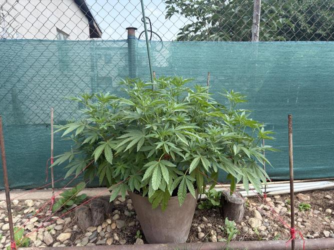 MothersMilk. Week 5