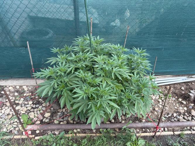 MothersMilk. Week 5