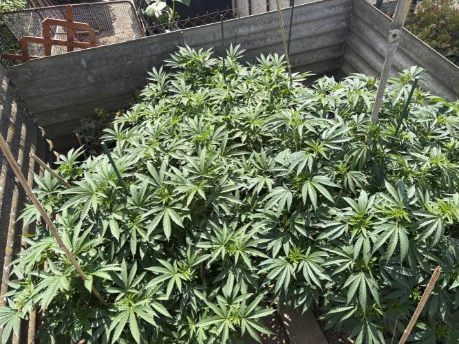 MothersMilk. Week 6