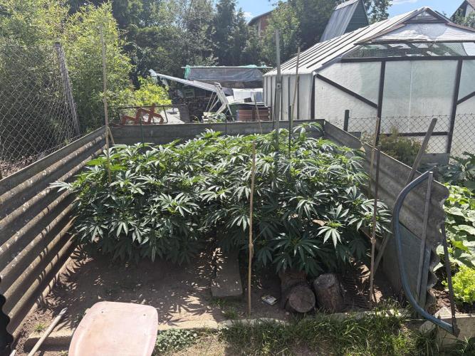 MothersMilk. Week 6