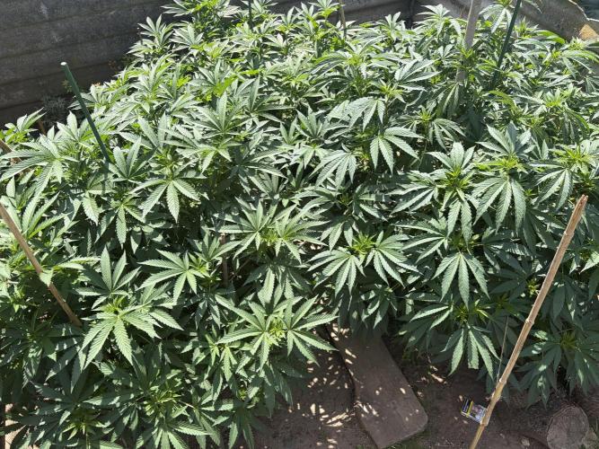 MothersMilk. Week 6