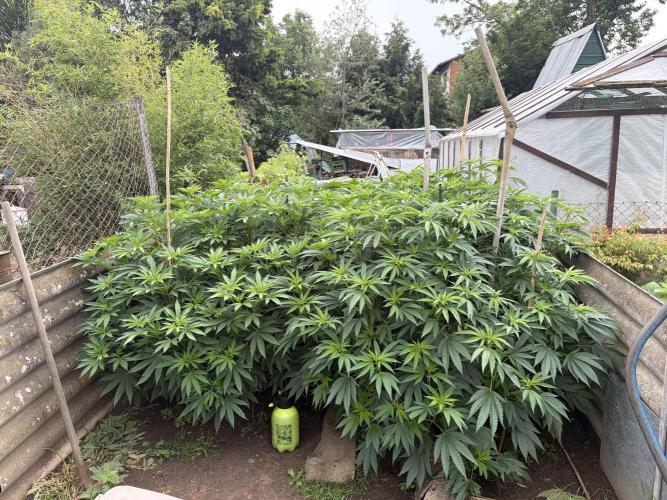 MothersMilk. Week 7