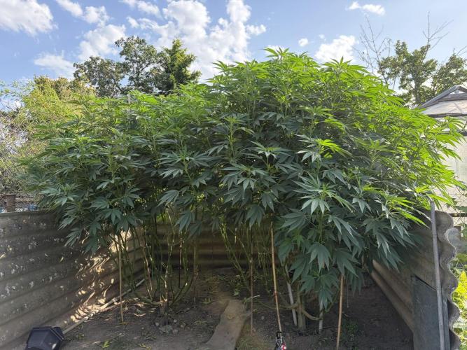 MothersMilk. Week 8
