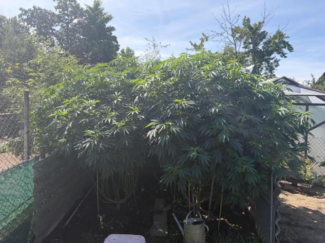 MothersMilk. Week 9
