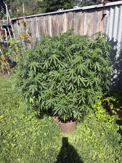 MothersMilk. Week 9