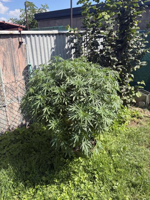 MothersMilk. Week 9
