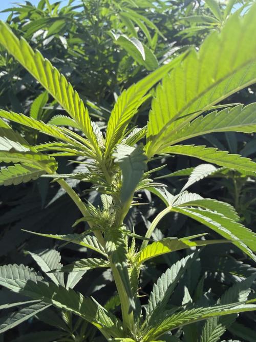 MothersMilk. Week 10