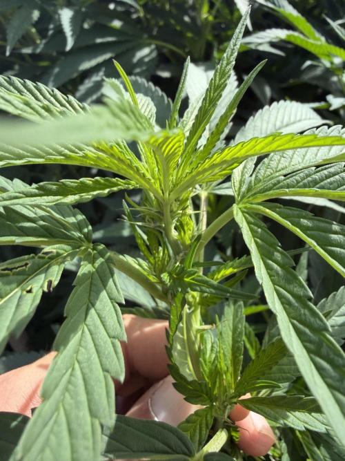 MothersMilk. Week 10