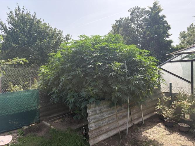 MothersMilk. Week 10
