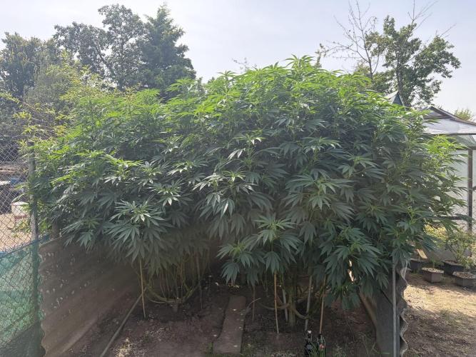 MothersMilk. Week 10
