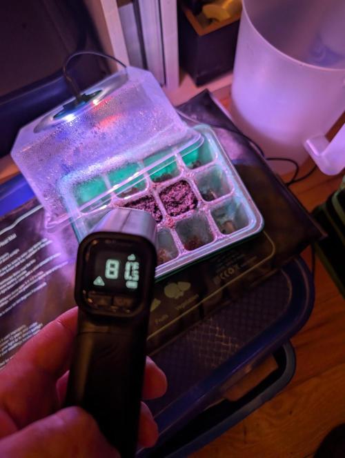 Tangie and Blueberry in a 2*3. Week 0