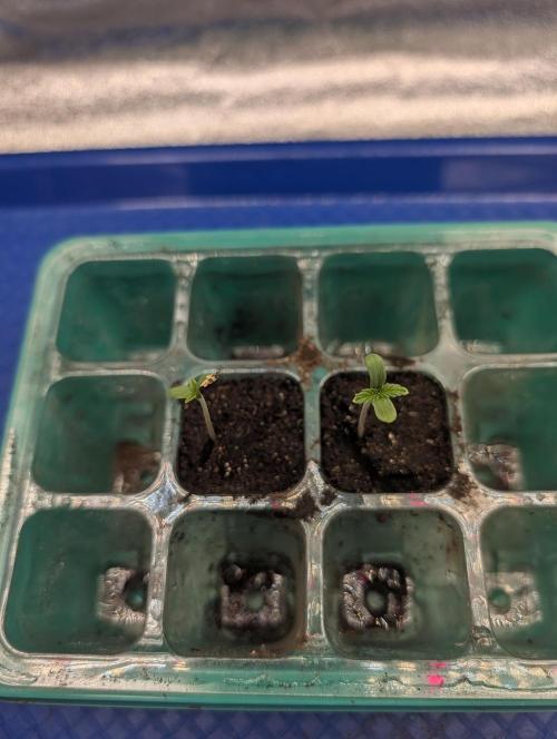 Tangie and Blueberry in a 2*3. Week 0