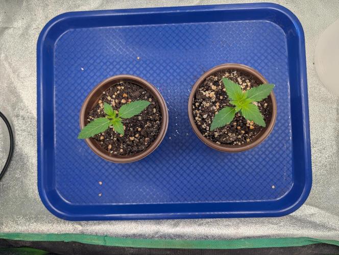 Tangie and Blueberry in a 2*3. Week 0 - I forgot to label the plants. I didn't learn which was which until later