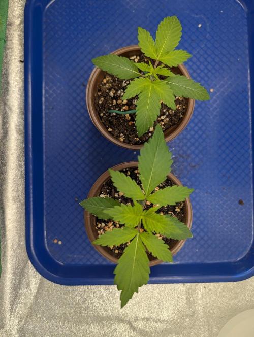 Tangie and Blueberry in a 2*3. Week 1