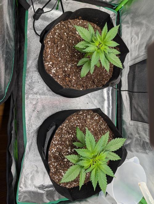 Tangie and Blueberry in a 2*3. Week 3
