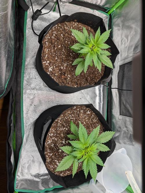 Tangie and Blueberry in a 2*3. Week 3