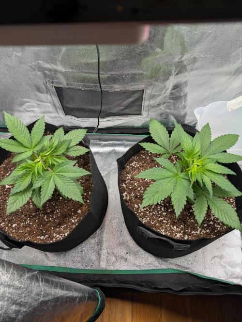 Tangie and Blueberry in a 2*3. Week 3